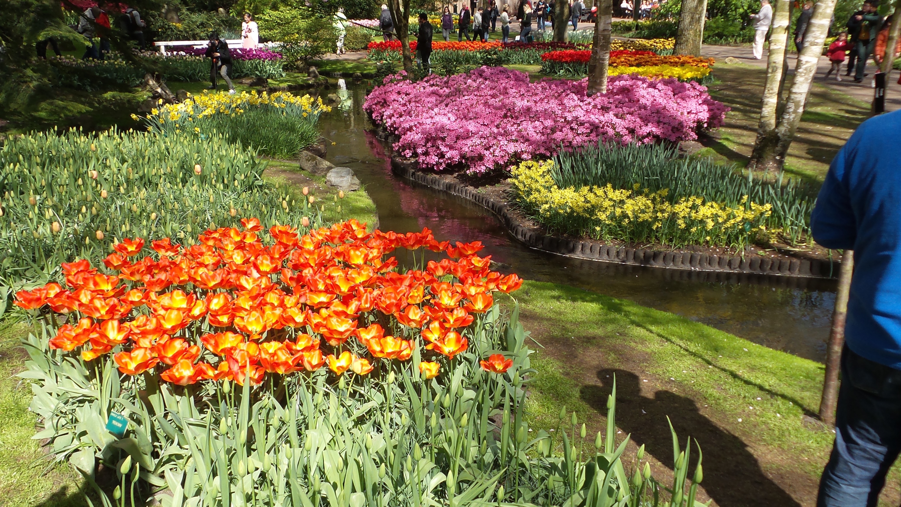 2014-04-17 Holland Tulips 72.jpg